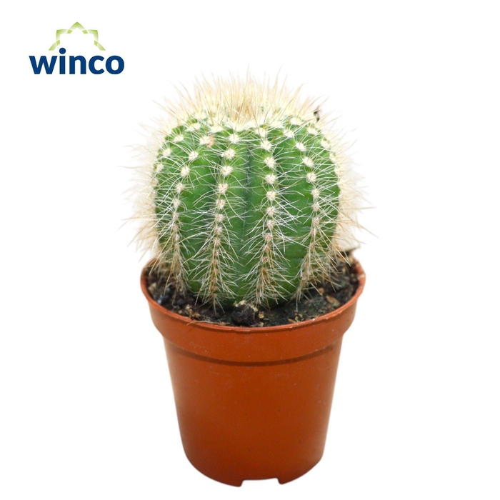 <h4>Notocactus Magnificus</h4>