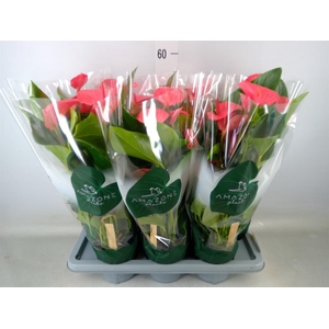 Anthurium andr. 'Melito'