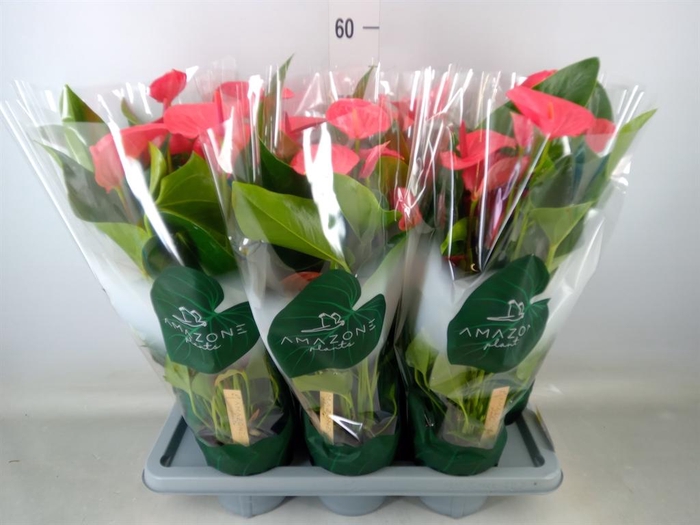 <h4>Anthurium andr. 'Melito'</h4>