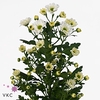 CHR S ROSSI WHITE
