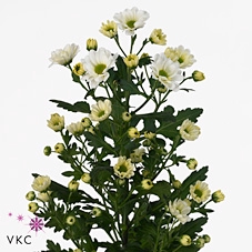 CHR S ROSSI WHITE