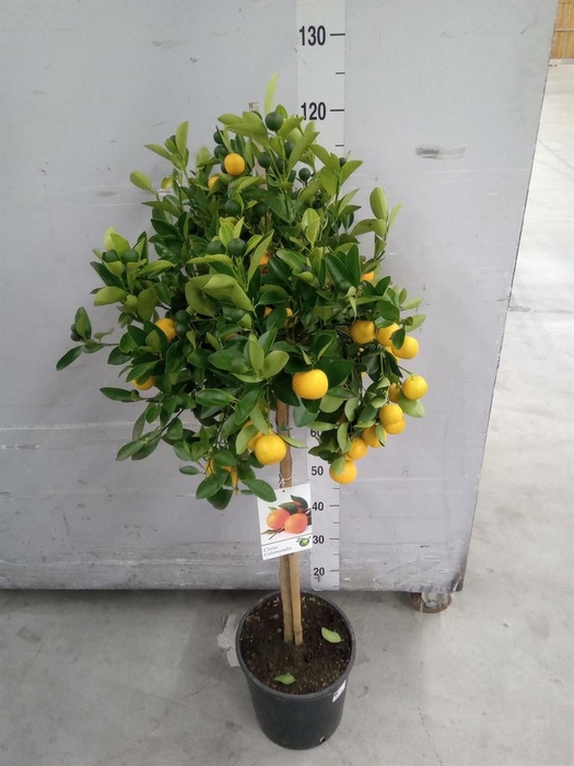 <h4>Citrus   ...</h4>