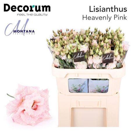 <h4>Eus G Heavenly Pink</h4>