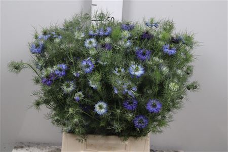 <h4>Nige D Ov Blauw Bs</h4>