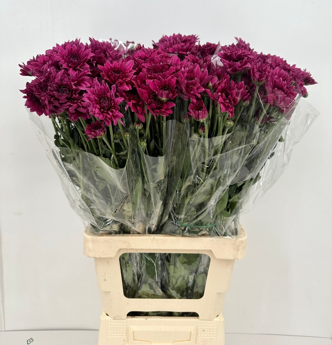 <h4>Chrys Tr Dante Purple</h4>