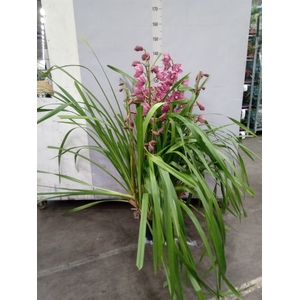 Cymbidium   ...