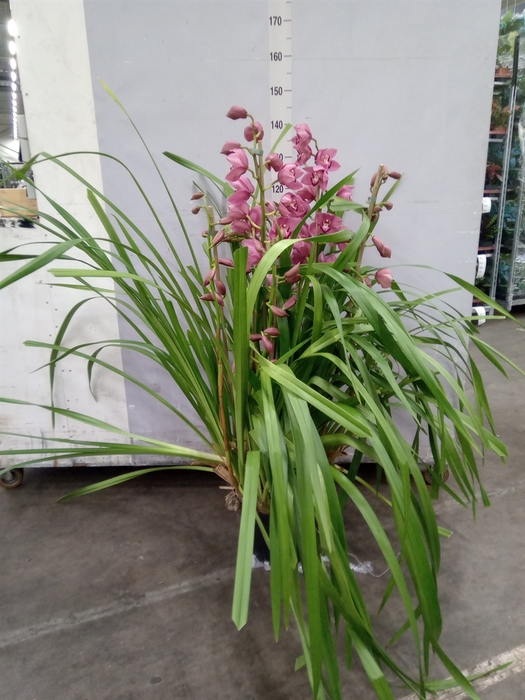 <h4>Cymbidium   ...</h4>