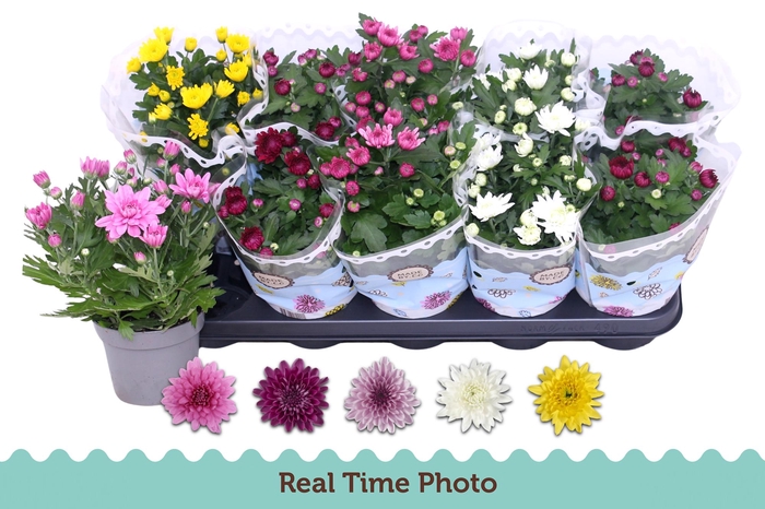 <h4>CHRYS GEVULDBL GEM</h4>