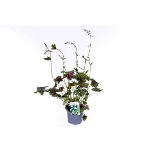 Heuchera amer. Marvelous Marble