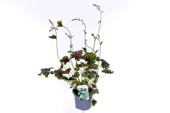 <h4>Heuchera amer. Marvelous Marble</h4>