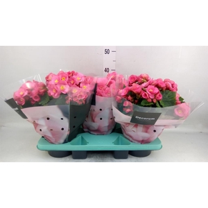 Begonia elat. HL 'Belove Rose'