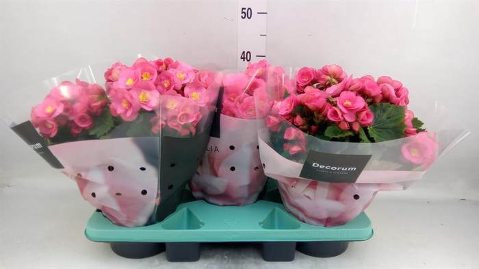 <h4>Begonia elat. HL 'Belove Rose'</h4>
