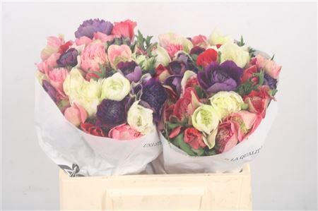 Anemone Levante Mix