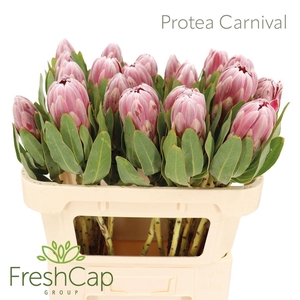 PROTEA  'CARNIVAL'