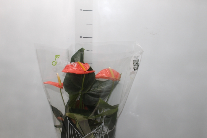 <h4>ANTHURIUM PRINCE OF ORANGE P17</h4>