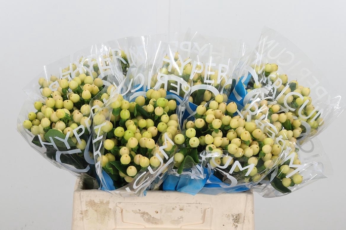 <h4>Hyp Coco Gelato</h4>