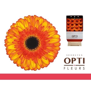 Gerbera Spotlight Diamond