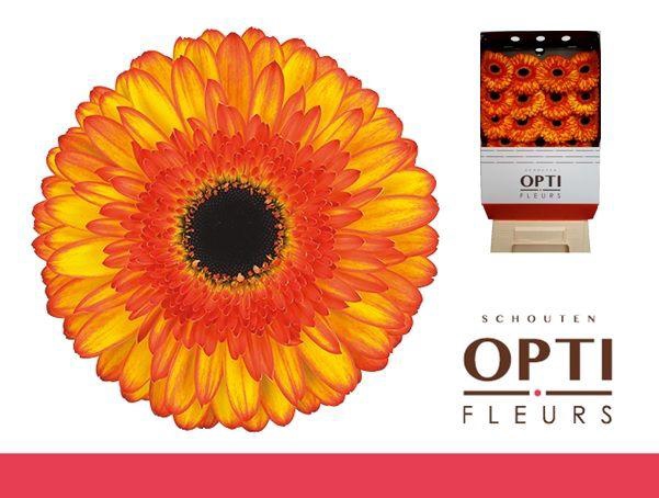 <h4>Gerbera Spotlight Diamond</h4>