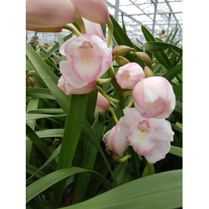 KINGofORCHIDS 4/5 TAK LEONTIEN