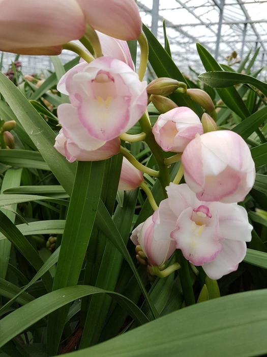 <h4>KINGofORCHIDS 4/5 TAK LEONTIEN</h4>