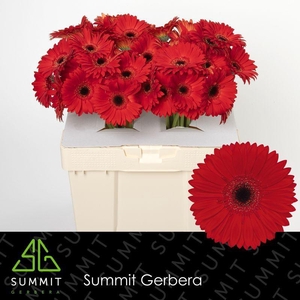 Gerbera Blinddate Water