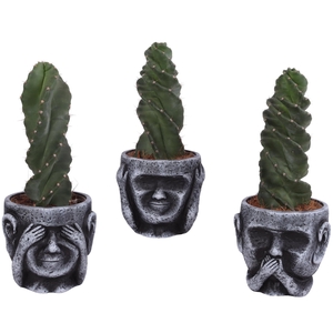 Cactus Cereus Spiralis Ø12cm in Ceramic pot Ø15cm