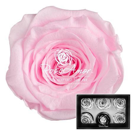 <h4>Lplus Pin99</h4>