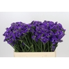 Limonium Navy Sun Birds