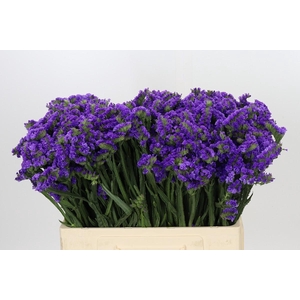 Limonium Navy Sun Birds