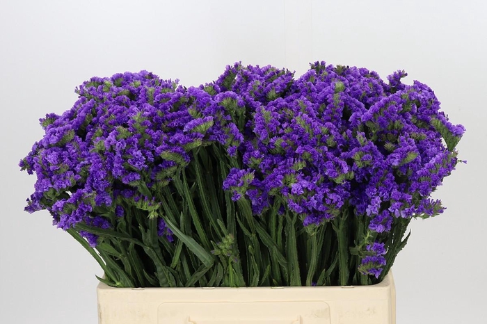 Limonium Navy Sun Birds