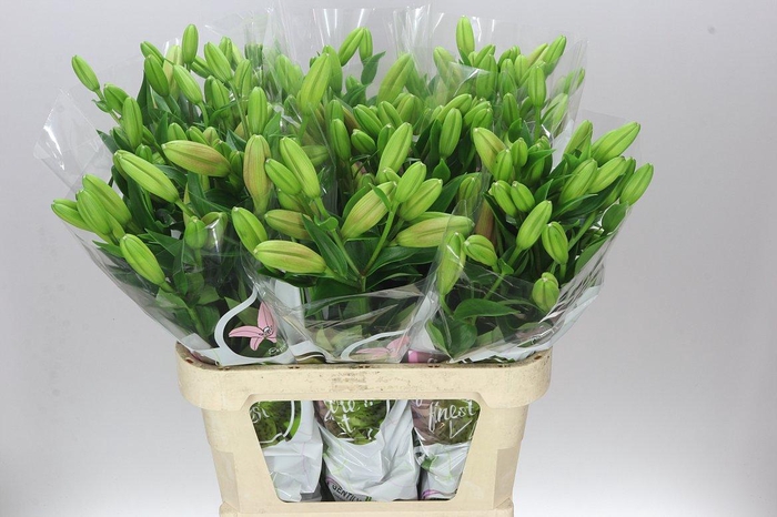 <h4>Lil La Brindisi 3+</h4>