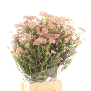 Ozothamnus Pink Panther