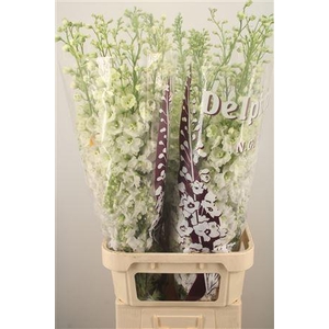 Delph El Dewi Siberia White