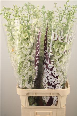 <h4>Delph El Dewi Siberia White</h4>