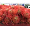 Leucospermum Succession