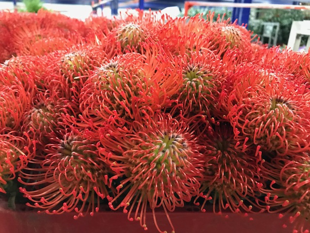 Leucospermum Succession