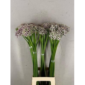 Allium Silverspring