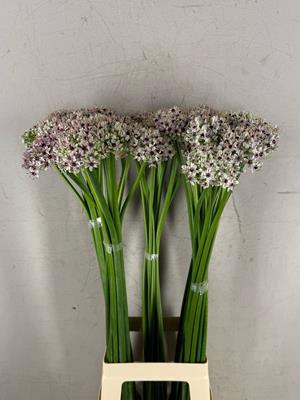 <h4>Allium Silverspring</h4>
