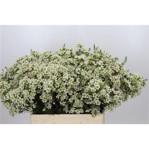 Chamelaucium Ivory Pearl 60cm 20gr