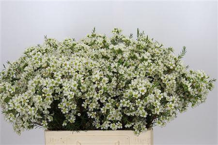 <h4>Chamelaucium Ivory Pearl 60cm 20gr</h4>
