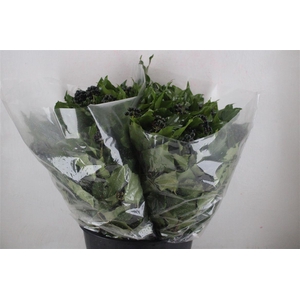 Hedera Berry 200gr P Bunch