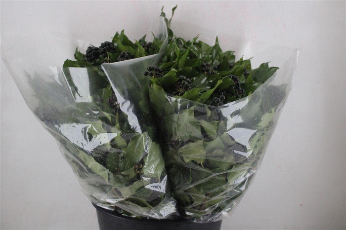 <h4>Hedera Berry 200gr P Bunch</h4>