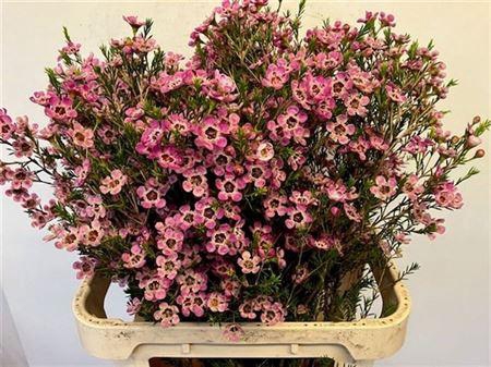 <h4>Chame Me Grand Adi</h4>