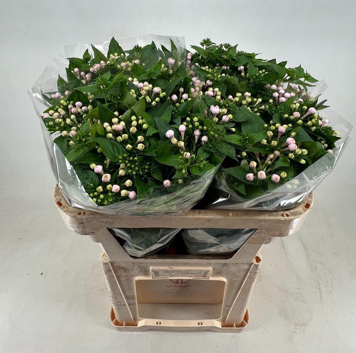 <h4>Bouvardia do princie improved</h4>