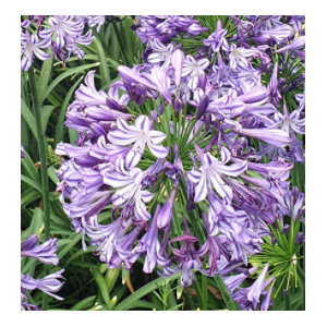 Agapanthus africanus