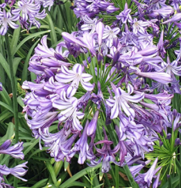 <h4>Agapanthus africanus</h4>