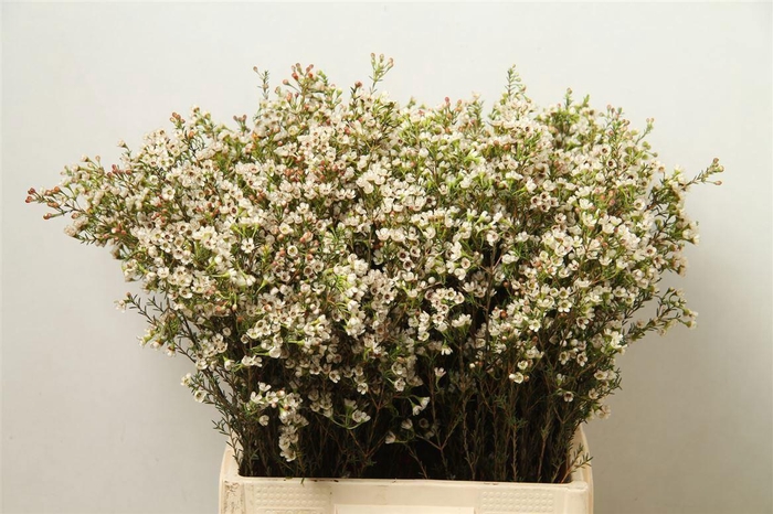 <h4>CHAME BLONDIE</h4>