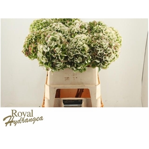 HYDR M CH WHI VER CL