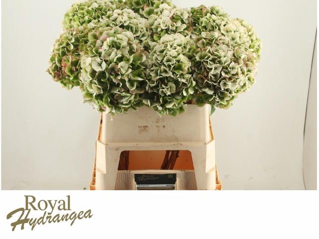 <h4>HYDR M CH WHI VER CL</h4>