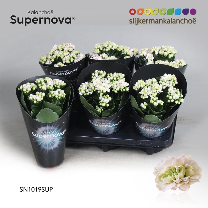 Kalanchoë Supernova Pinkish White